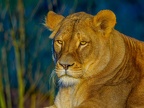 1150-zoom adventure world - gelsenkirchen - park-lion