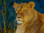 1151-zoom adventure world - gelsenkirchen - park-lion