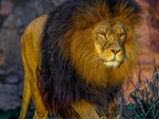 1152-zoom adventure world - gelsenkirchen - park-lion