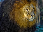 1153-zoom adventure world - gelsenkirchen - park-lion