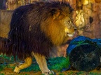 1155-zoom adventure world - gelsenkirchen - park-lion