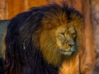 1156-zoom adventure world - gelsenkirchen - park-lion