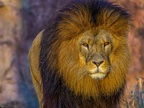 1157-zoom adventure world - gelsenkirchen - park-lion