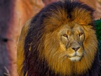 1158-zoom adventure world - gelsenkirchen - park-lion