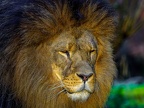 1159-zoom adventure world - gelsenkirchen - park-lion