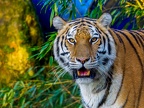 1163-zoom adventure world - gelsenkirchen - park-tiger