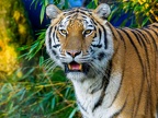 1165-zoom adventure world - gelsenkirchen - park-tiger