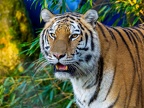 1164-zoom adventure world - gelsenkirchen - park-tiger