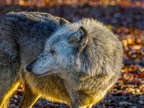 1170-zoom adventure world - gelsenkirchen - park-wolf