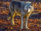 1171-zoom adventure world - gelsenkirchen - park-wolf
