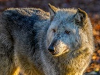1172-zoom adventure world - gelsenkirchen - park-wolf