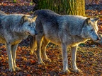 1174-zoom adventure world - gelsenkirchen - park-wolf