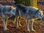 1175-zoom adventure world - gelsenkirchen - park-wolf
