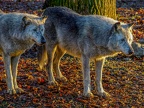 1176-zoom adventure world - gelsenkirchen - park-wolf