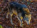 1177-zoom adventure world - gelsenkirchen - park-wolf