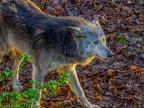 1178-zoom adventure world - gelsenkirchen - park-wolf