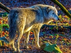 1179-zoom adventure world - gelsenkirchen - park-wolf