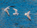 1189-oberhausen kaisergarten-black-headed gull
