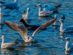 1202-oberhausen kaisergarten-black-headed gull