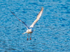 1223-oberhausen kaisergarten-black-headed gull