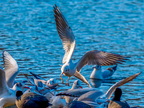 1237-oberhausen kaisergarten-black-headed gull