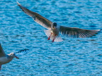 1240-oberhausen kaisergarten-black-headed gull