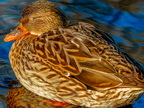 1248-oberhausen kaisergarten-mallard