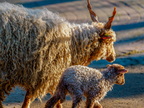 1255-oberhausen kaisergarten-zackel sheep