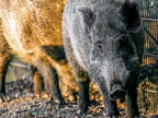 1265-oberhausen kaisergarten-wild boar