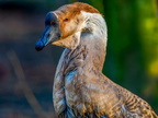 1299-oberhausen kaisergarten-swan goose