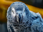 012-african grey parrot