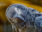 017-african grey parrot