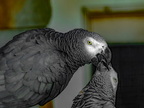 018-african grey parrot