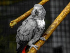 030-african grey parrot