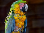 045-macaw