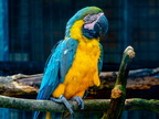 049-macaw