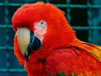 058-macaw