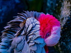 075-galah