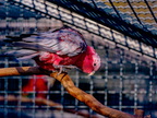 080-galah