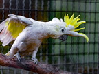 089-yellow-crested cockatoo