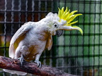 092-yellow-crested cockatoo