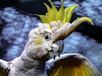 113-yellow-crested cockatoo