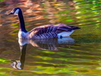 127-canada goose