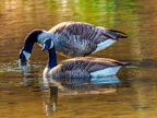 132-canada goose