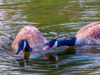 134-canada goose