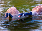 135-canada goose