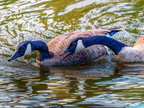 137-canada goose