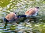 138-canada goose