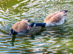 139-canada goose