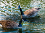 141-canada goose